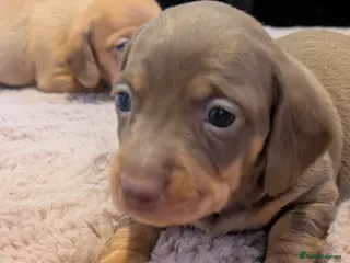 Miniature Dachshund dogs Miniature dashund puppies reserving now - Advert 14