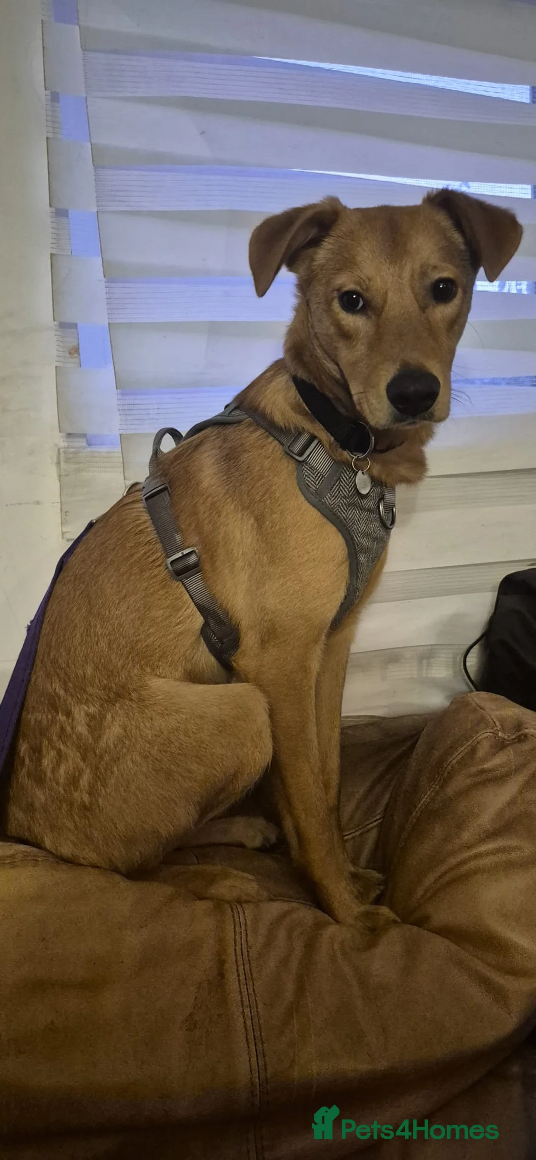 Mixed Breed dogs for adoption: 💙Archie💙10-month-old loving boy, upper-medium - Advert 9