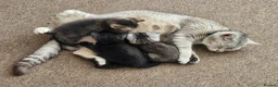 British Shorthair cats for sale: CUTE KITTENS in Poole - Advert 4