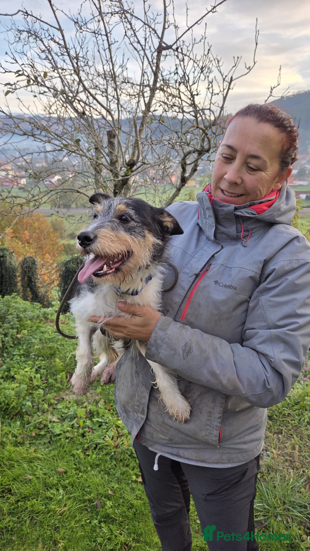 Fox Terrier dogs for adoption: Rex - fox terrier mix - Advert 1