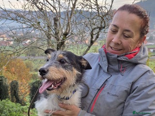 Fox Terrier dogs Rex - fox terrier mix - Advert 12