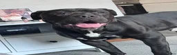 Mixed Breed dogs for sale: Kilo  - Advert 8