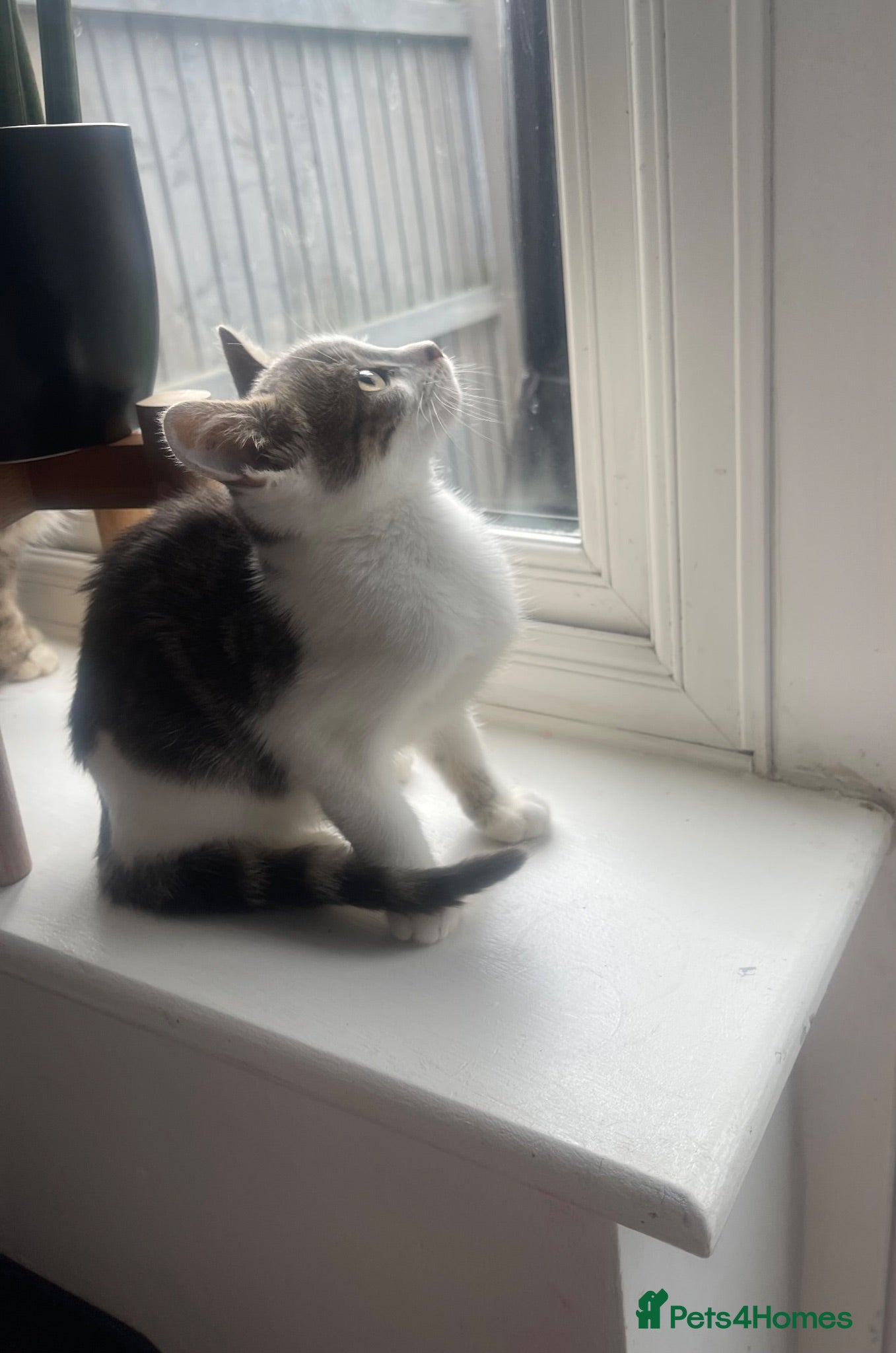 Mixed Breed cats Lovely kittens- one silver/grey boy left  - Advert 12