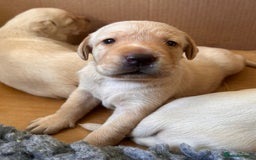Labrador Retriever dogs for sale: Last Yellow Male available 19th Sept 2025 - Image 17