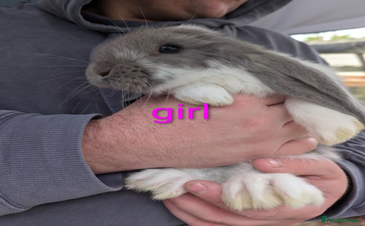 French Lop rabbits - Advert 1