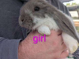 French Lop rabbits - Advert 7