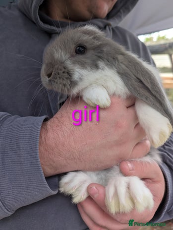 French Lop rabbits - Advert 1