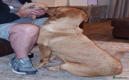 Labrador Retriever dogs for sale: Gorgeous female labrador puppy available Oct 4th  - Image 4