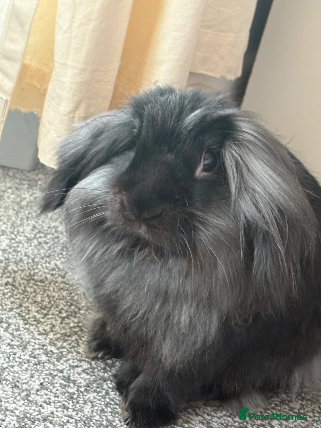 Lionhead rabbits for sale: Beautiful lionhead  in Preston - Advert 2