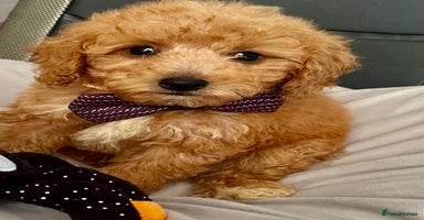 Maltipoo dogs - Advert 15