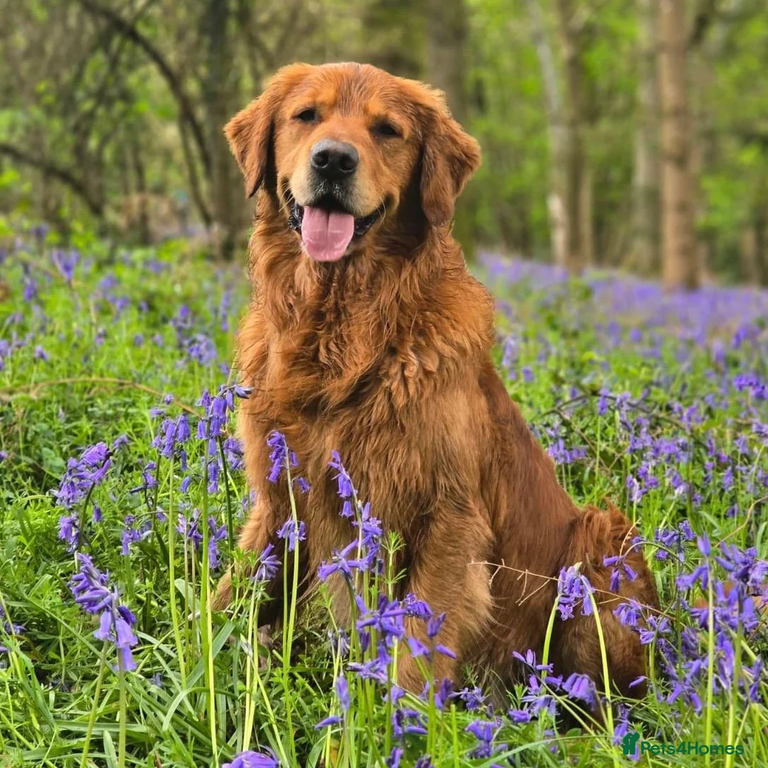 Golden Retriever dogs for sale: FOX RED, KC Reg puppies - Advert 1