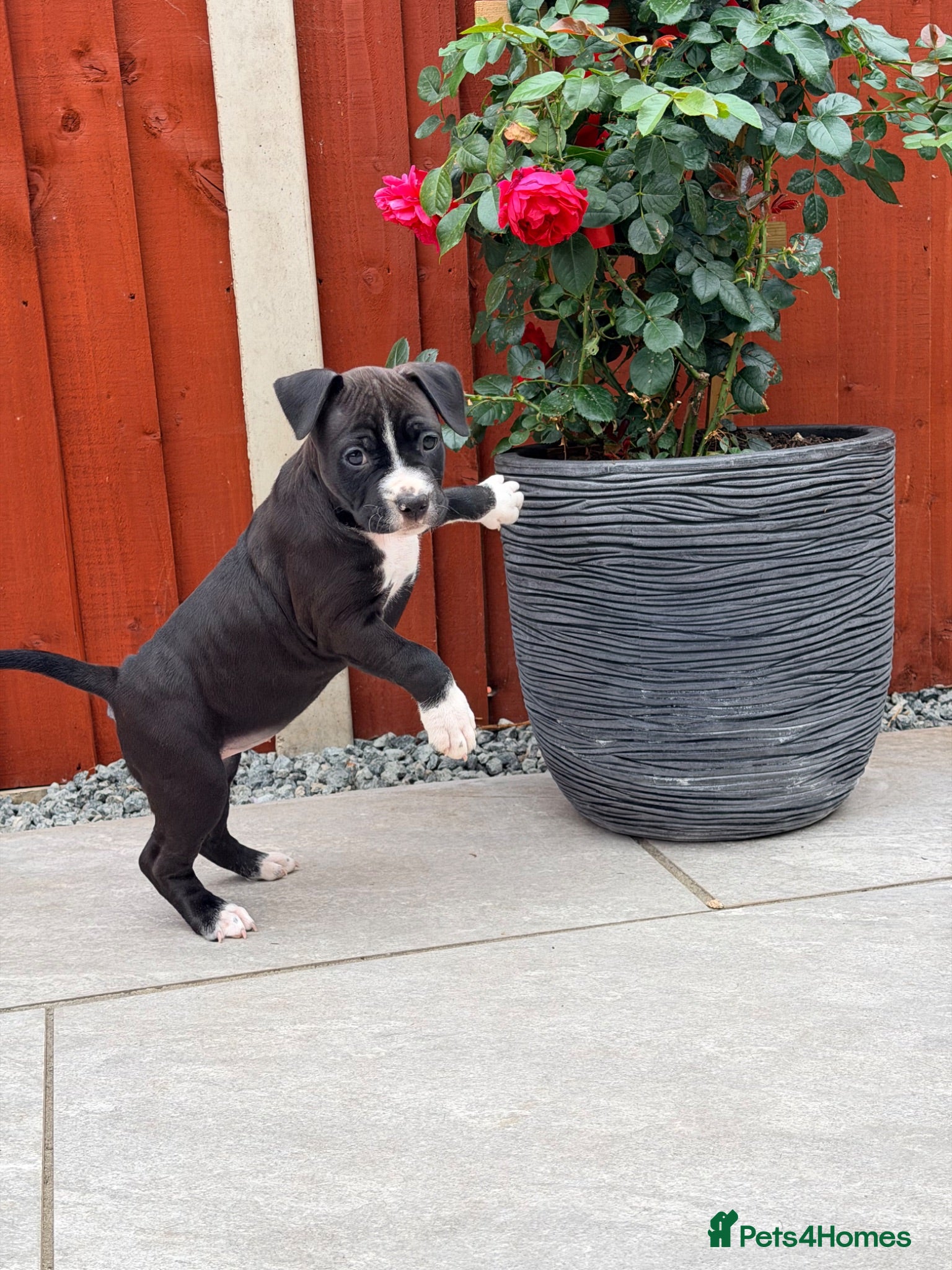 Staffordshire Bull Terrier dogs Only ONE female left ! Staffordshire Bull Terrier - Advert 1