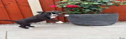 Staffordshire Bull Terrier dogs for sale: Only ONE female left!📣Staffordshire Bull Terrier - Advert 4