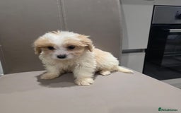 Cavachon dogs for sale: Cavachon puppies  - Advert 5