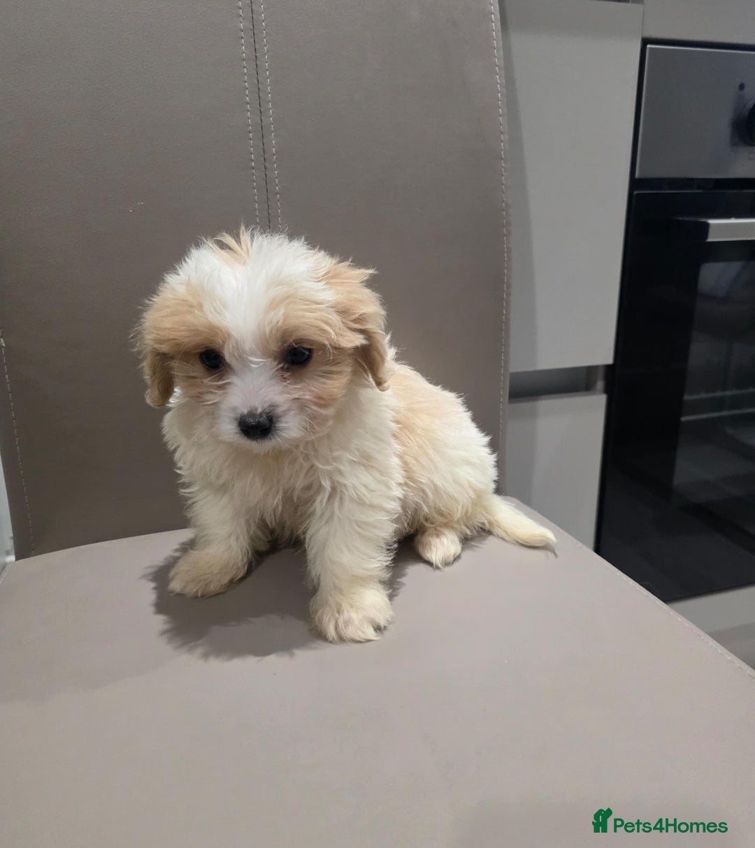 Cavachon dogs for sale: Cavachon puppies  - Advert 5