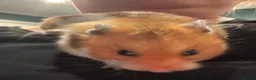 Hamster rodents for sale: Female hamster approx 5 months old in Swadlincote - Advert 6