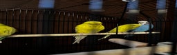 Budgerigars birds for sale: Four bonded budgies in Heriot - Advert 2
