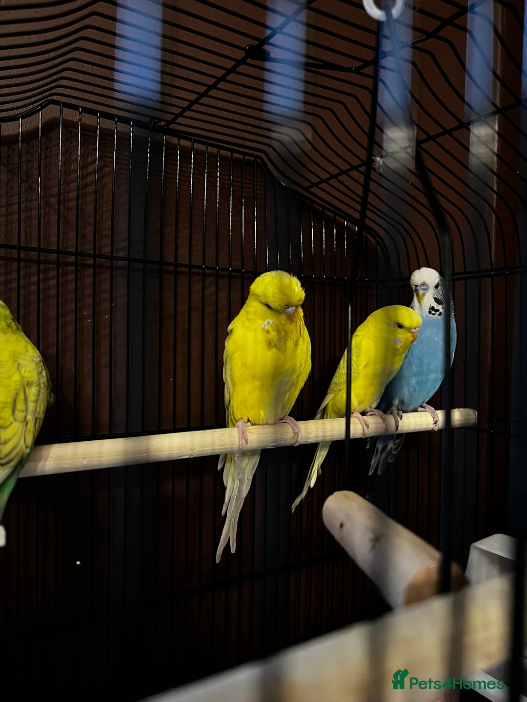 Budgerigars birds for sale: Four bonded budgies in Heriot - Advert 2