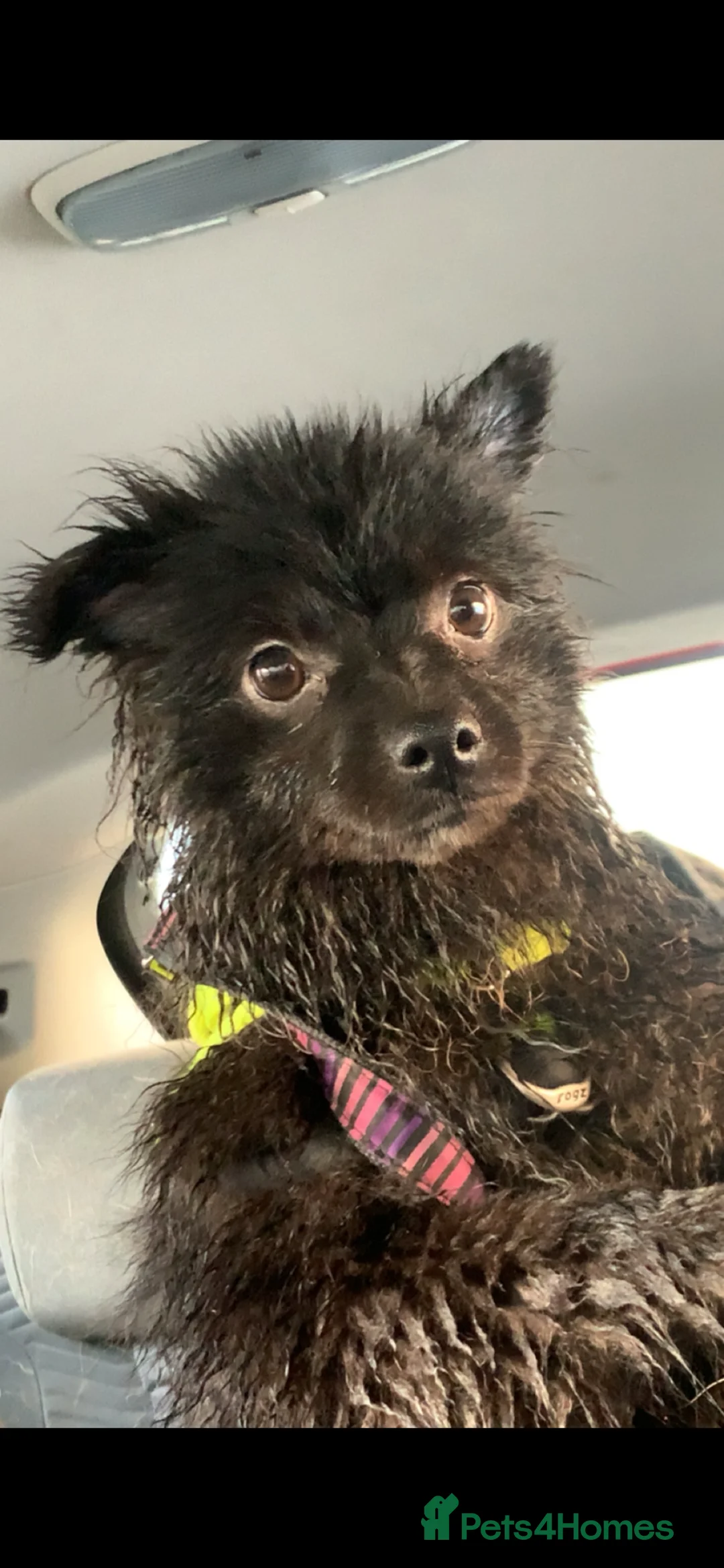 Pomeranian dogs for sale: Rare all black Pomeranian - Advert 6