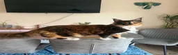 Maine Coon cats for sale: Female Calico Maine Coon KittensColours & Markings in Bristol - Advert 7