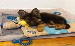 German Shepherd dogs for sale: German Shepherd Ready Forever Home  - Image 4