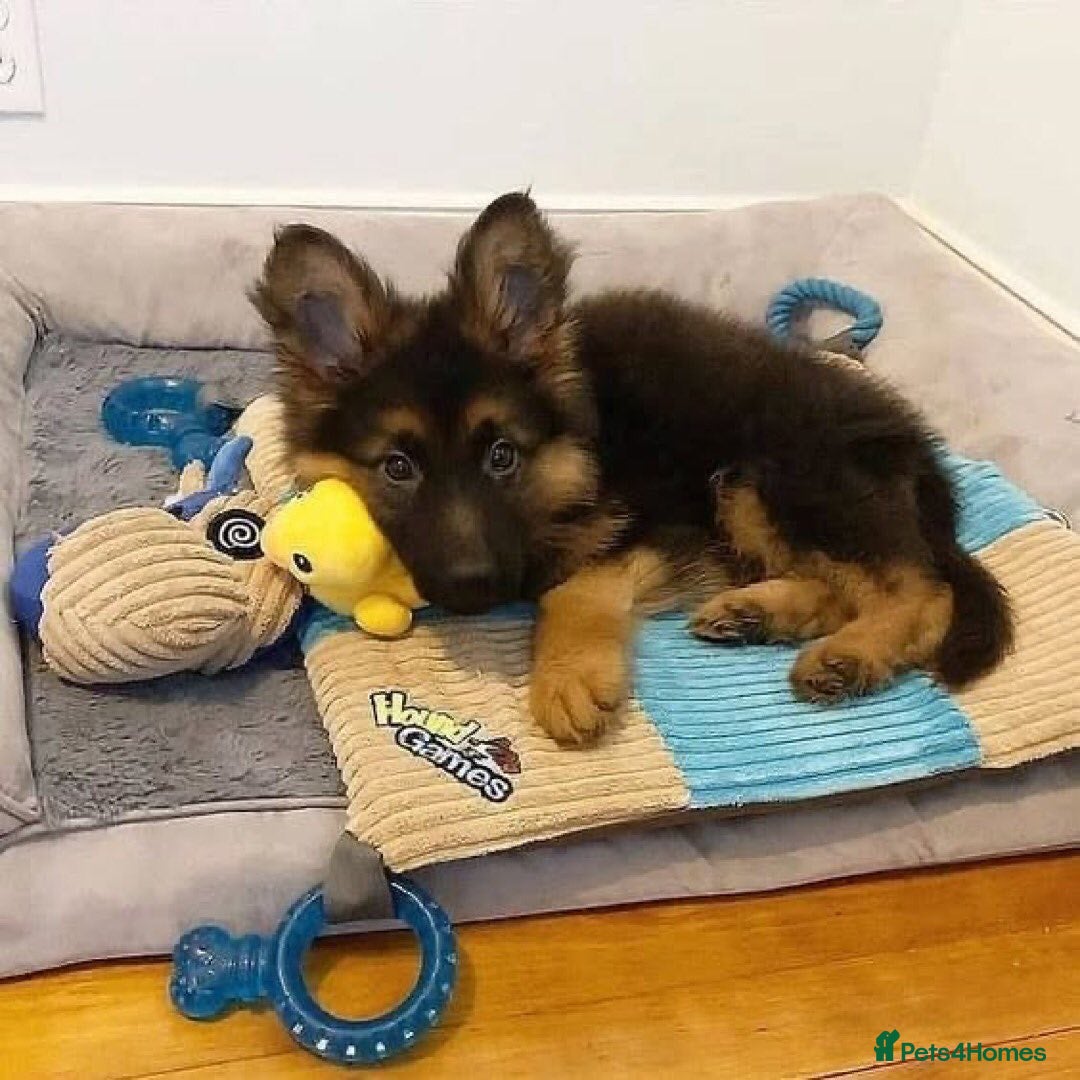 German Shepherd dogs for sale: German Shepherd Ready Forever Home  - Image 4