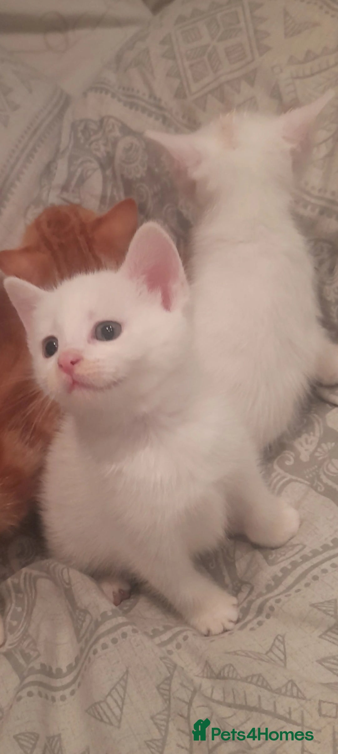 Mixed Breed cats for sale: Kittens  - Image 2