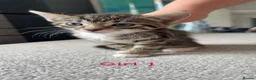 Mixed Breed cats for sale: Kittens for sale mixed litter - Advert 2