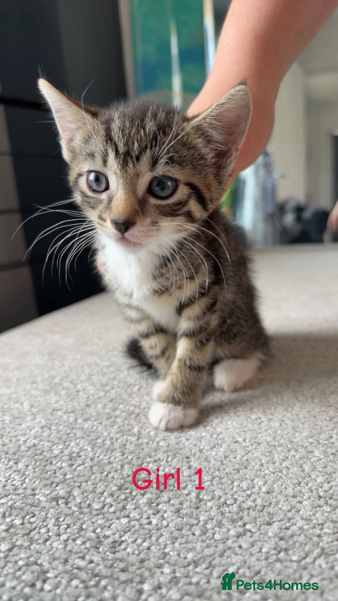 Mixed Breed cats for sale: Kittens for sale mixed litter - Advert 2
