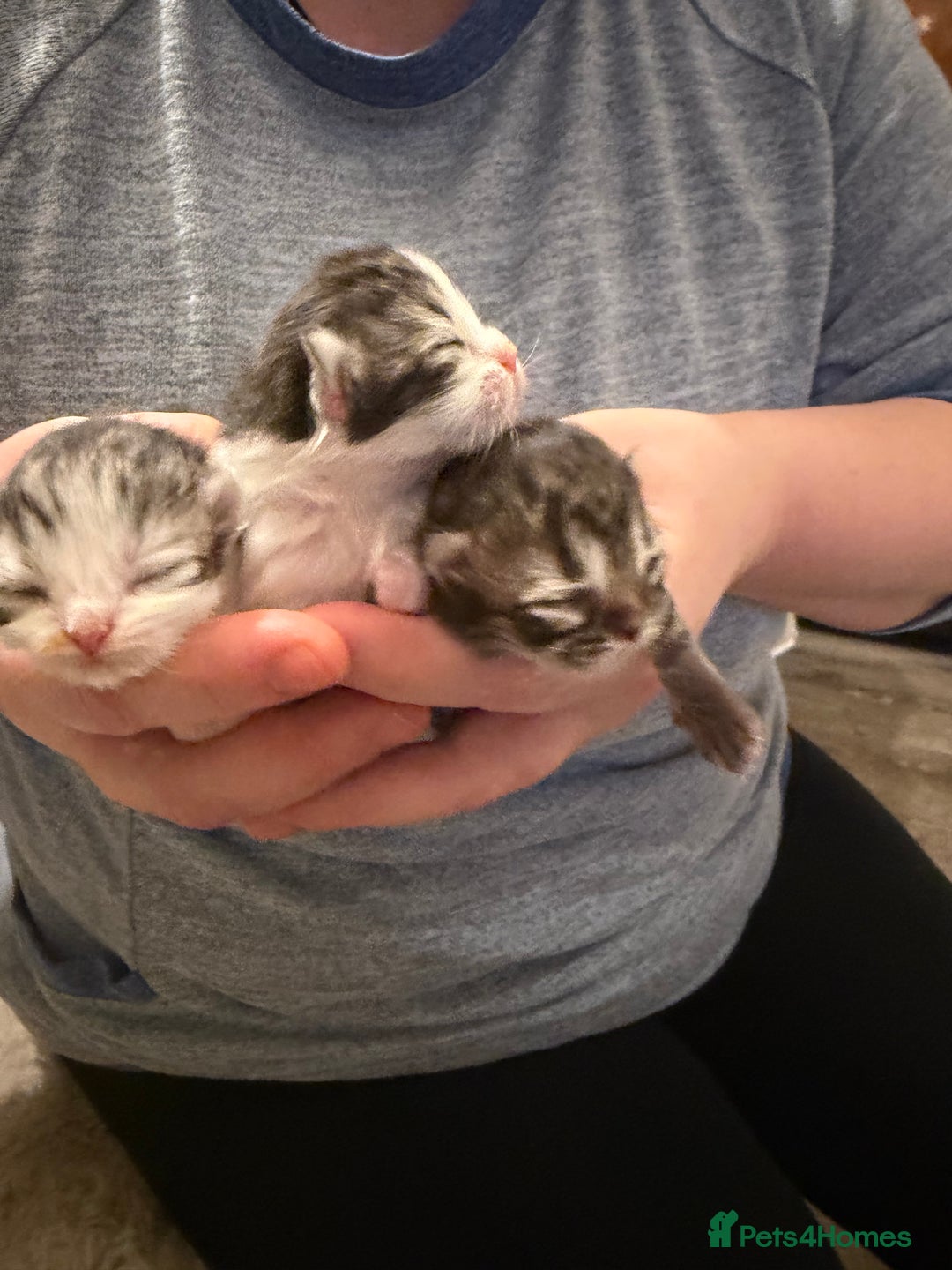 Exotic cats for sale: Beautiful exotic Persian babies - Advert 2