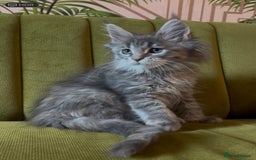 Maine Coon cats for sale: Maine Coon girls READY NOW Russian sired  - Image 1