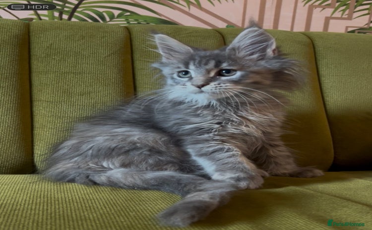 Maine Coon cats - Advert 7