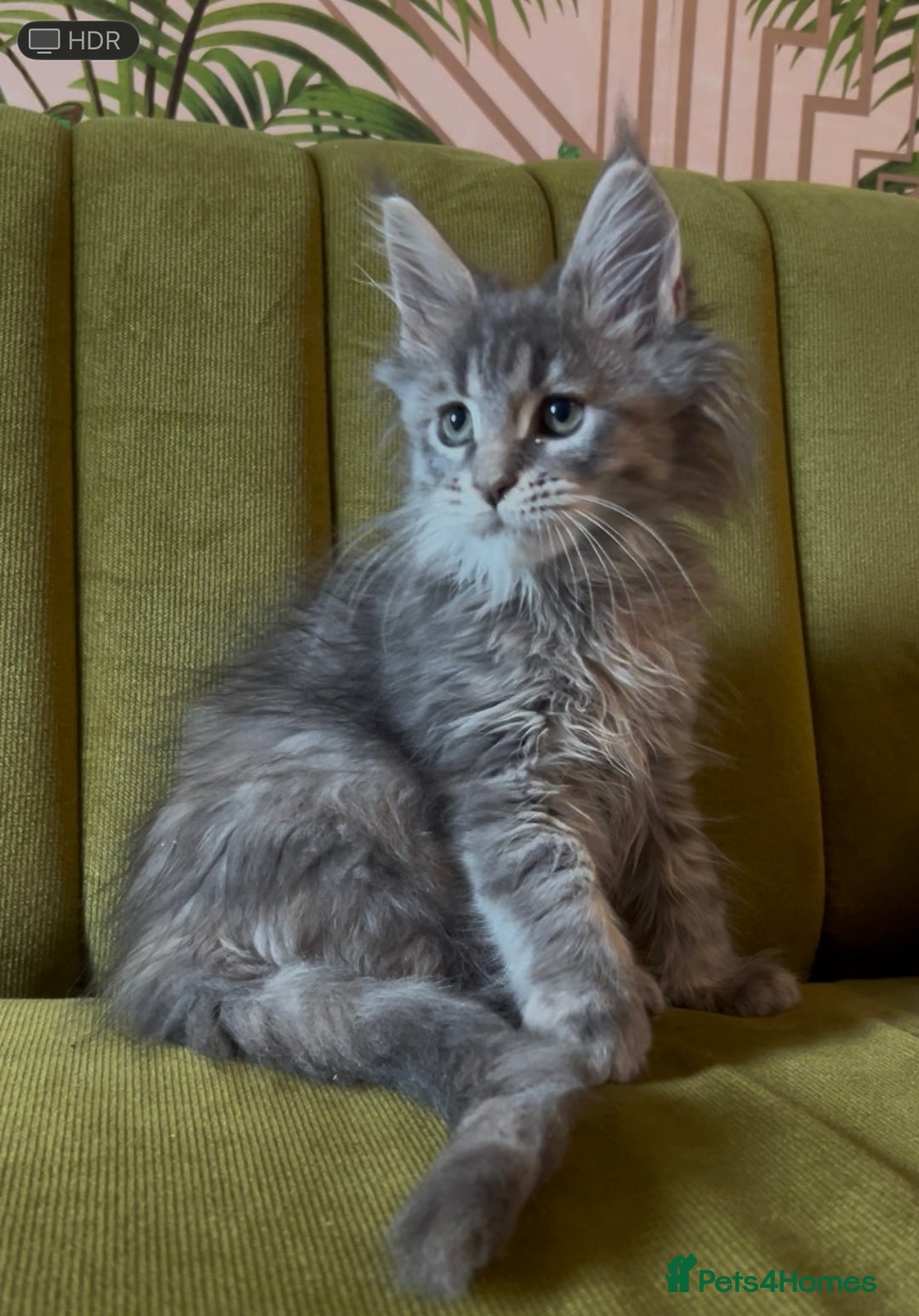Maine Coon cats for sale: Maine Coon girls READY NOW Russian sired  - Image 1