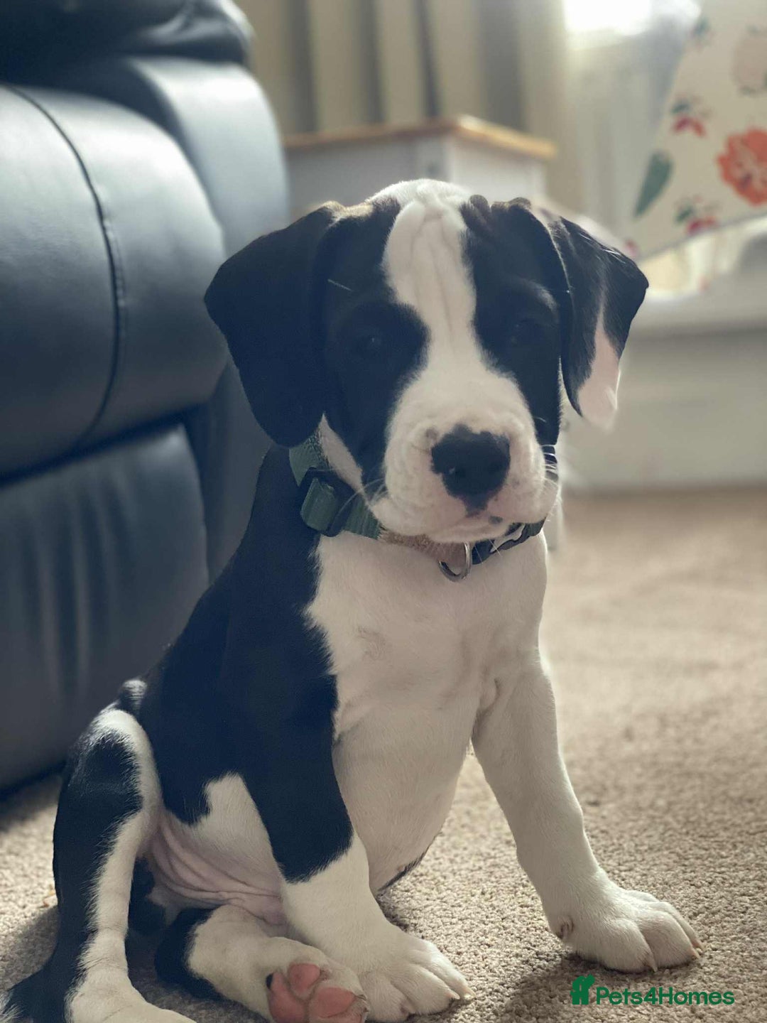 Mixed Breed dogs for sale: American Bulldog x Cocker Spaniel puppy - Image 2