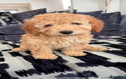 Cavapoo dogs for sale: *BABY CAVAPOO* in Nottingham - Image 3