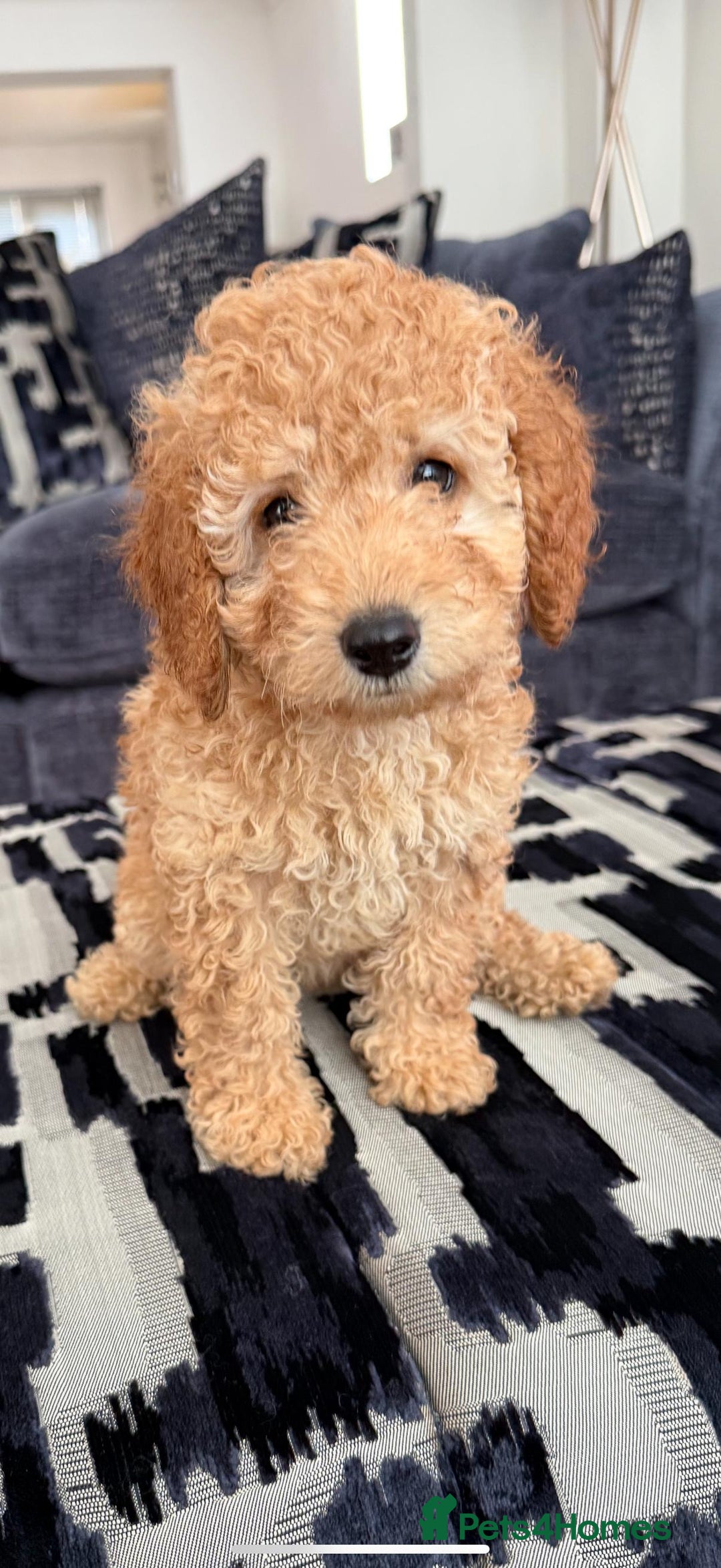 Cavapoo dogs for sale: *BABY CAVAPOO* in Nottingham - Image 3
