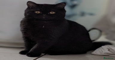 British Shorthair cats - Advert 6