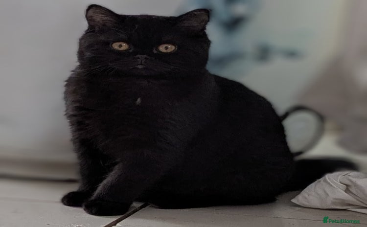 British Shorthair cats - Advert 2