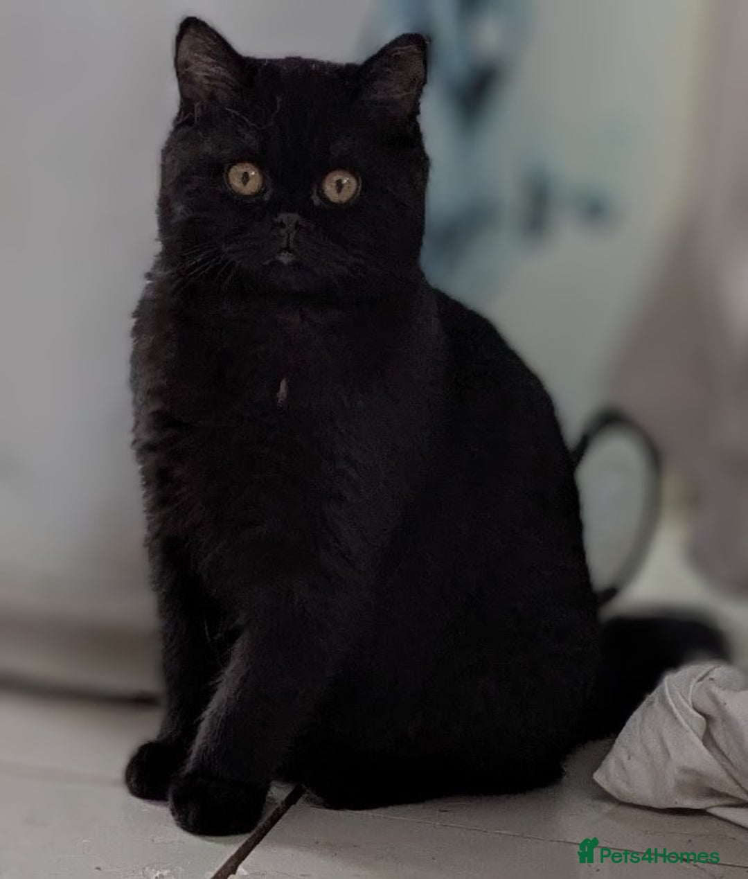 British Shorthair cats for sale: Gorgeous Gccf reg, British shorthair female  - Advert 2