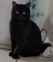 British Shorthair cats - Advert 13