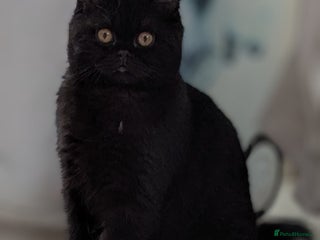 British Shorthair cats - Advert 10