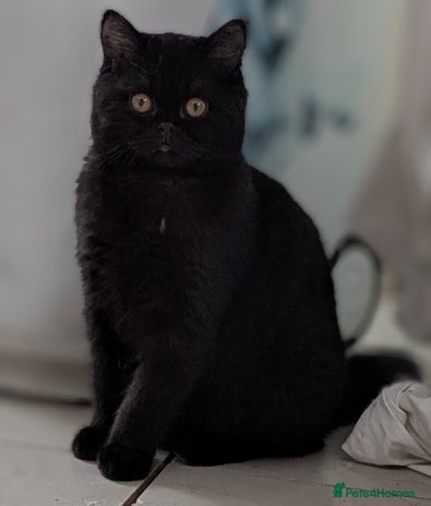 British Shorthair cats - Advert 2