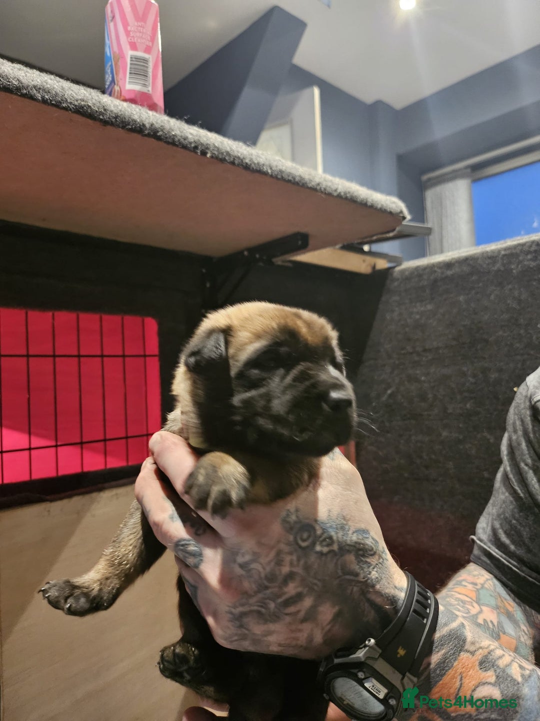 Belgian Shepherd Dog dogs for sale: Belgian Malinois Puppies for Sale 9 available - Advert 5