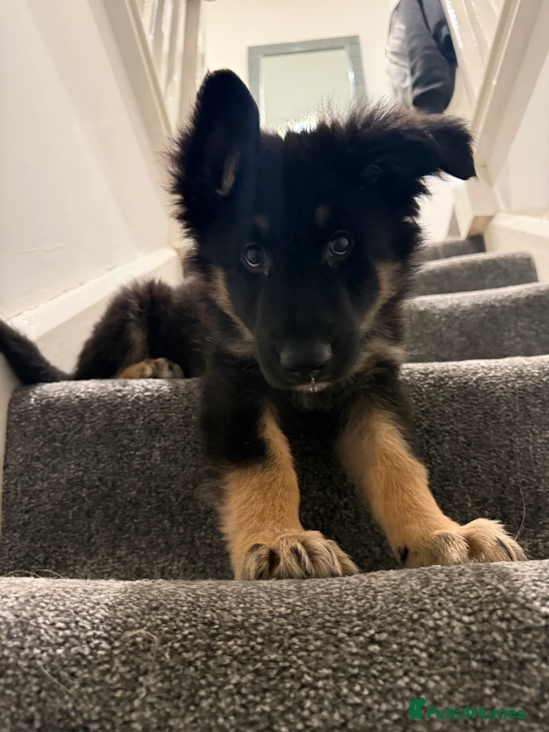German Shepherd dogs for sale: 11 week old puppy  - Advert 4
