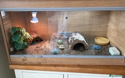 Tortoise reptiles for sale: Shelly The Tortoise  - Image 9