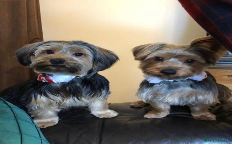 Yorkshire Terrier dogs - Advert 2