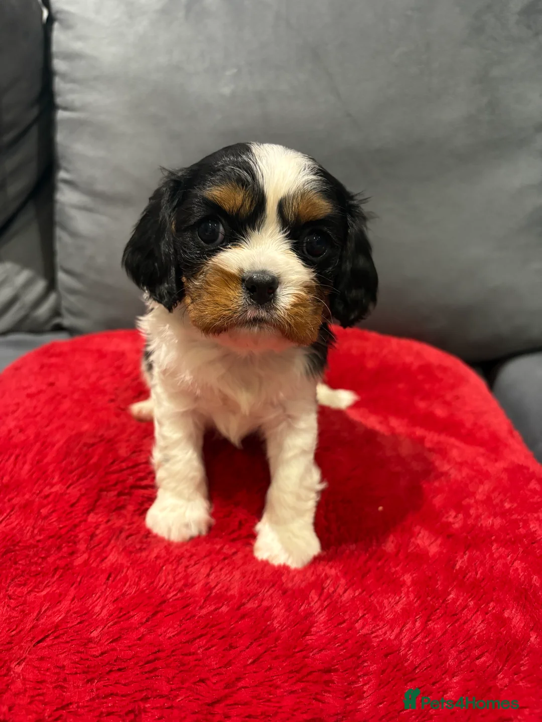Cavalier King Charles Spaniel dogs for sale: 1 tri girl left - kc & health tested parents ❤️ - Advert 9