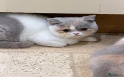 British Shorthair cats for sale: 💗 Gorgeous Full Pedigree BSH Trusted Breeder 💗 - Advert 38