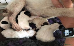 Parson Russell dogs for sale: KC quality health tested parson Russell terriers  - Image 8