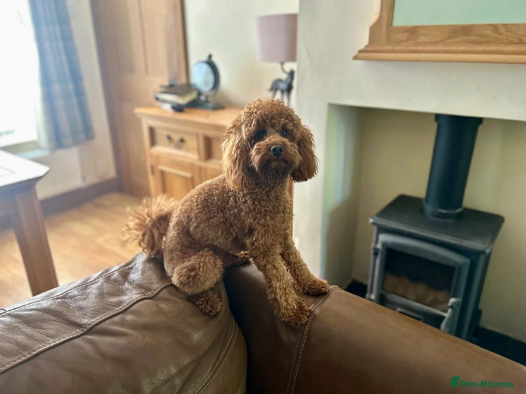 Poodle dogs for stud: Kc Fox red toy poodle for stud  - Advert 16